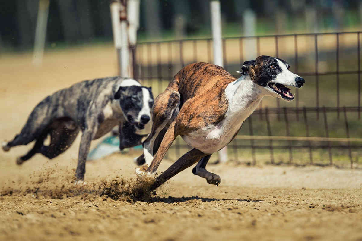 hunderennen wetten auf hunderennen